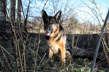Dog German Shepherd outdoors in a summer