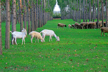Goats in the forest