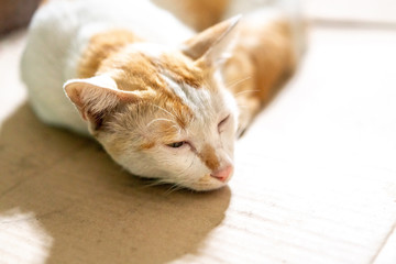 Laying down brown and white Thai cat on cardboard paper with blurred background.