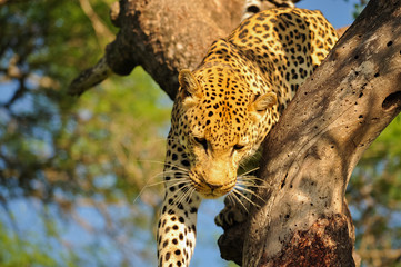 Leopard 
