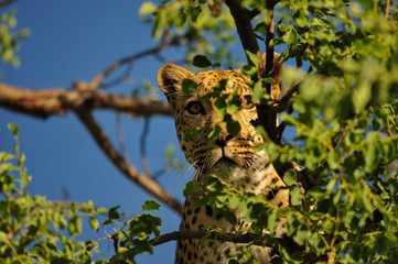 Leopard Peeking
