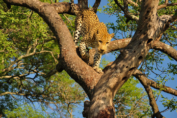 Fototapeta na wymiar Leopard Climbing Down