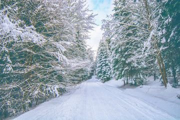 Snowy forrest road during the winter