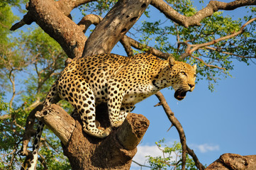 Leopard Calling