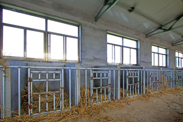 calves breeding room in a farm