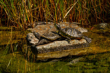 Wasser Schildkröten