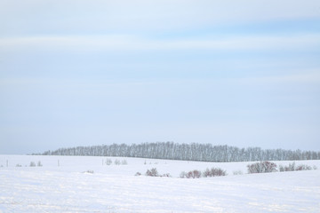 picturesque view of snow-covered forest on field at winter day 