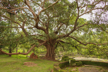 Ancient Tree in Park Polonnaruwa Sri Lanka