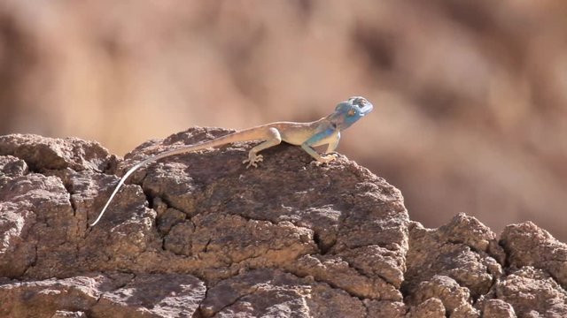 Sinai Agama lizard Beautiful shot of Sinai Agama lizard on a rock
