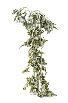 Dried wormwood leaves on white background / Chinese herbal medicine