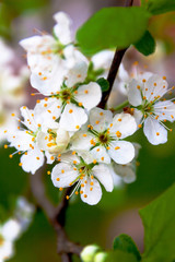 Sprigs of plums with flowers on a natural background.