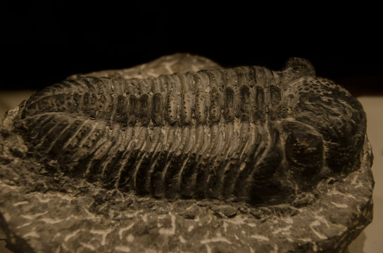 Picture of an extint trilobite