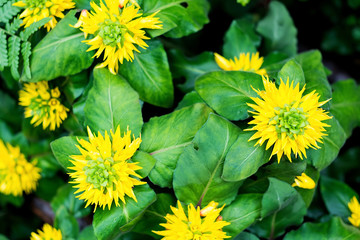 Sparse crossing yellow / primrose yellow flowers