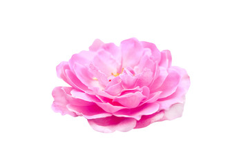 Colorful pink rose flowers blooming isolated on white background with clipping path