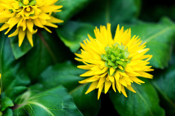 Sparse crossing yellow / primrose yellow flowers