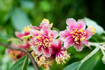 Safflower kiwi / wild kiwi flower