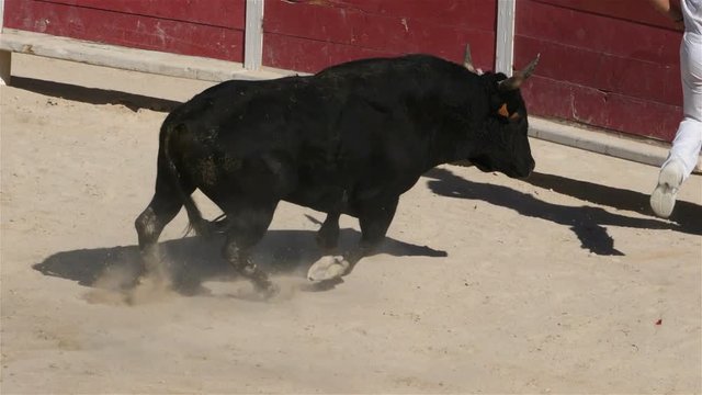 French-style bloodless bullfighting called course camarguaise in Saintes-Maries de la Mer, Camargue, France