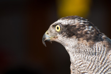 A closeup of the Eagle bird