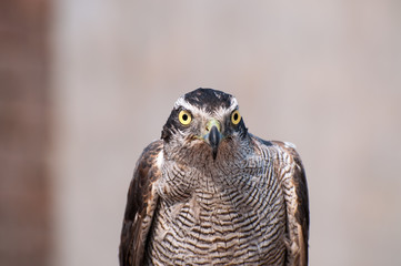 Eyes and beak of an eagle