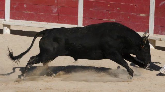 French-style bloodless bullfighting called course camarguaise in Saintes-Maries de la Mer, Camargue, France