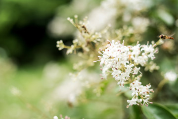 Small wax chrysanthemum / Oleaceae genus white small flower / spring and summer dreamy fantasy background