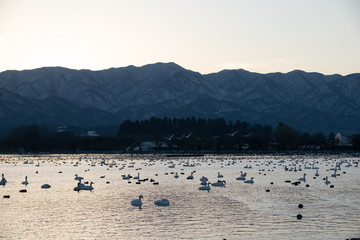 ハクチョウとカモと瓢湖