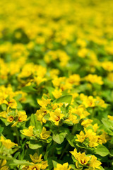 Passing yellow / primrose yellow flowers / summer dream flower sea material background