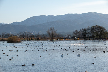 ハクチョウとカモと瓢湖