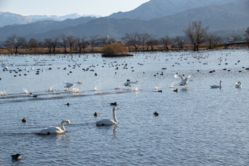 ハクチョウとカモと瓢湖