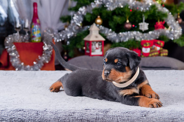 Szczeniak Rottweiler w świątecznej scenerii. 