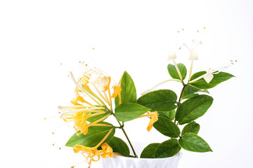 Honeysuckle/Chinese herbal tea flower background material on white background