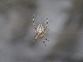 braun-weiße Spinne im Spinnennetz