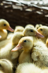 Newborn little yellow duck