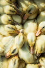 Newborn little yellow duck