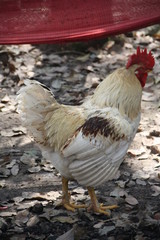  Beautiful White Rooster 