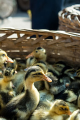 Newborn duckling