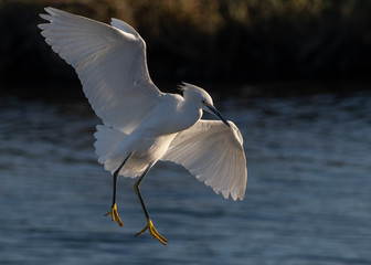 Snowy Egret landing at Bolsa Chica Wetlands, CA
