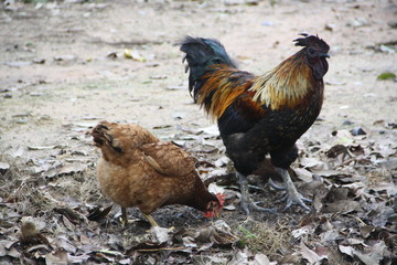 Phu Phan Black Chicken in Thailand