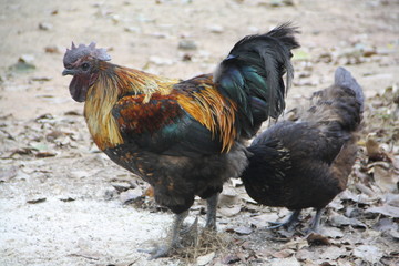 Phu Phan Black Chicken in Thailand