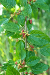 Mulberry tree covered with mulberry