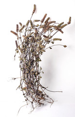 Chinese herbal medicine - Prunella vulgaris / dried Prunella vulgaris on white background