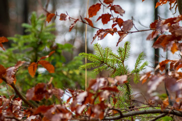 Herbstblätter auf einem Strauch als Hintergrund