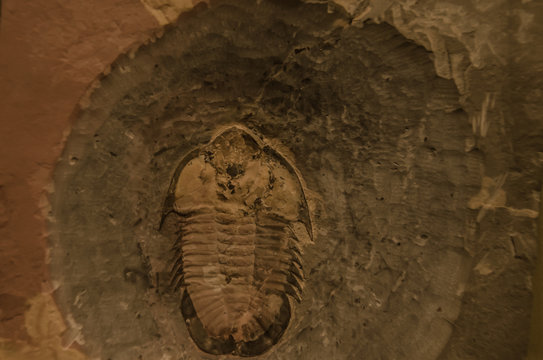Picture of an extint trilobite