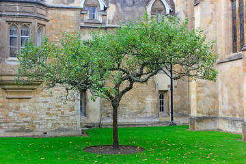 apple tree at trinity college, It is said that Newton's law of universal gravitation, According to...
