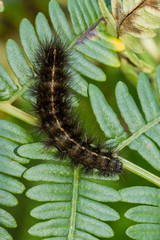 Raupe Bärenspinner