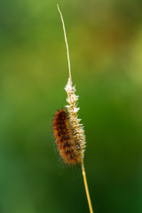 Raupe Bärenspinner