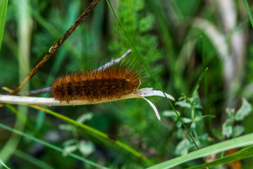 Raupe Bärenspinner