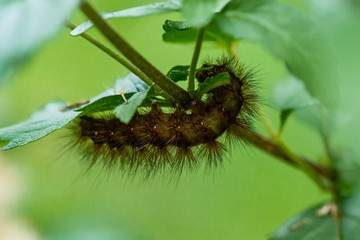 Raupe Bärenspinner
