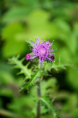 Large flower and seed / purple flower