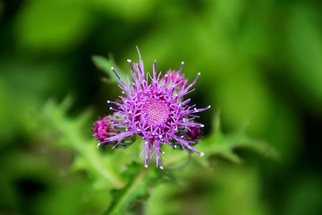 Large flower and seed / purple flower